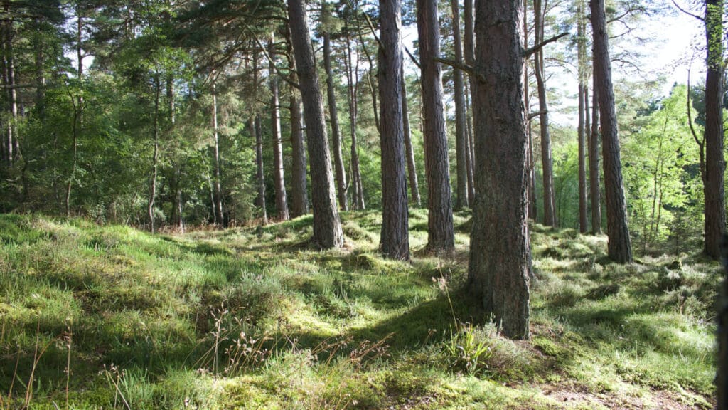 Vad innebär allemansrätten