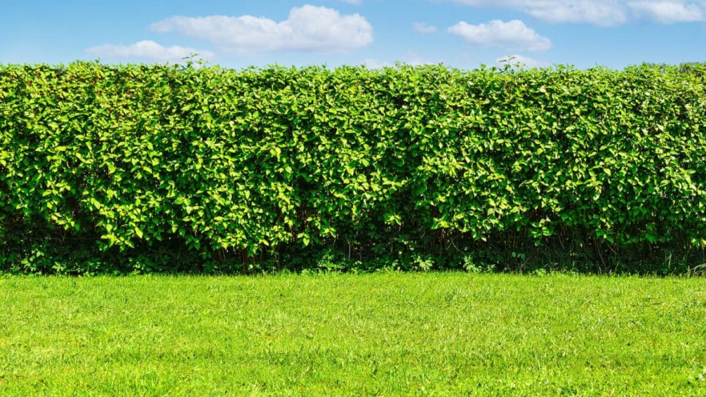 Välja häckväxter – Detta bör du tänka på!