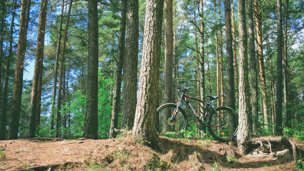 Cykla i skogen