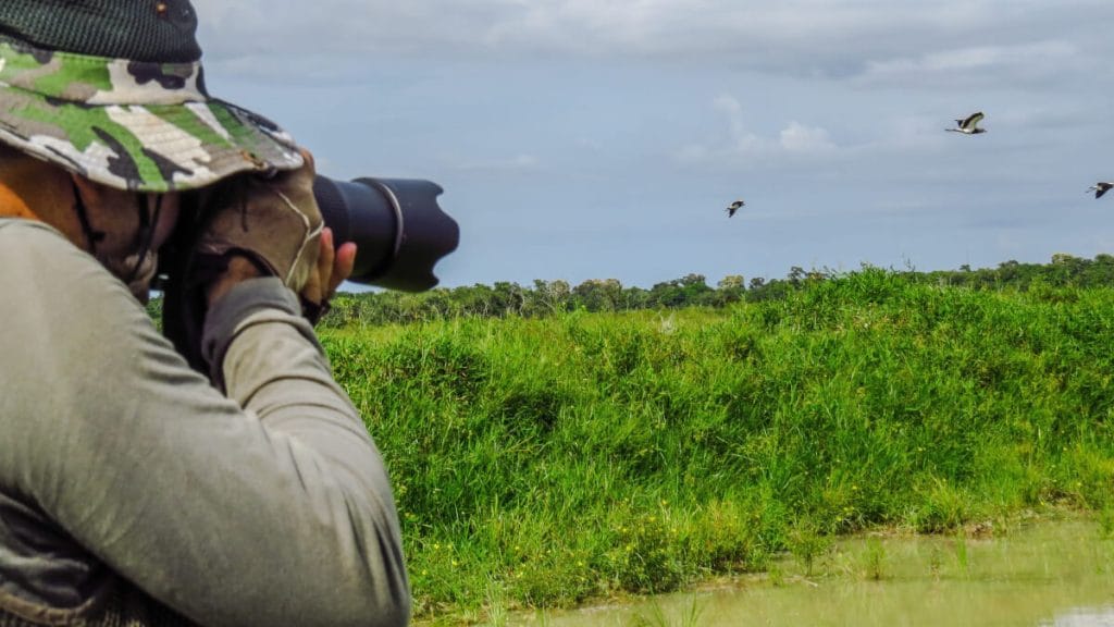 Fågelskådning för nybörjare