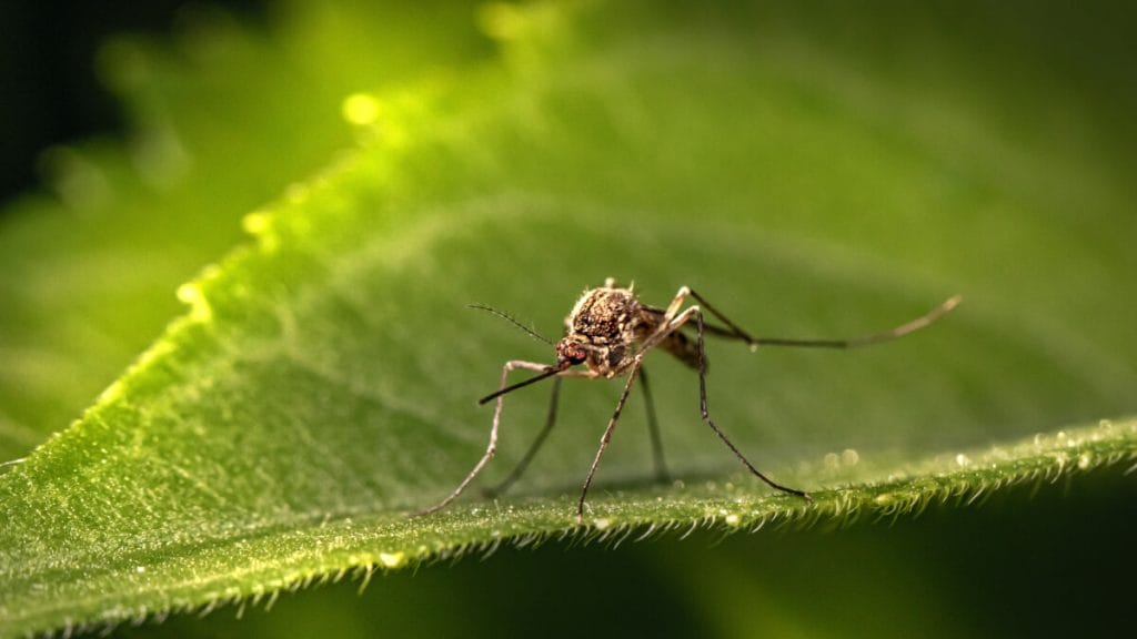 Tips för att undvika myggor på camping