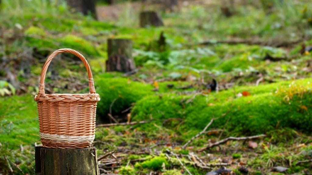 Tips för svampplockning och bärplockning på hösten