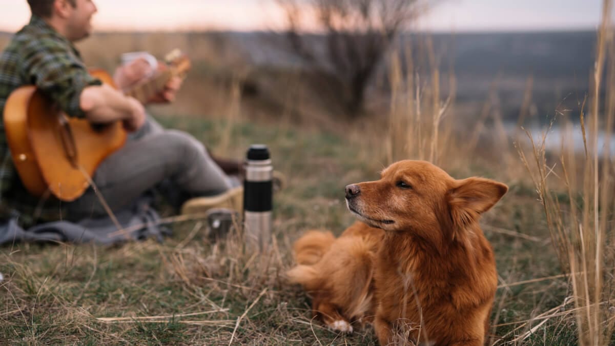 Campingtillbehören som är ett måste för hundägaren illustration